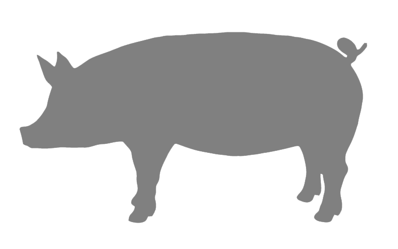 Default Domestic Pig Image